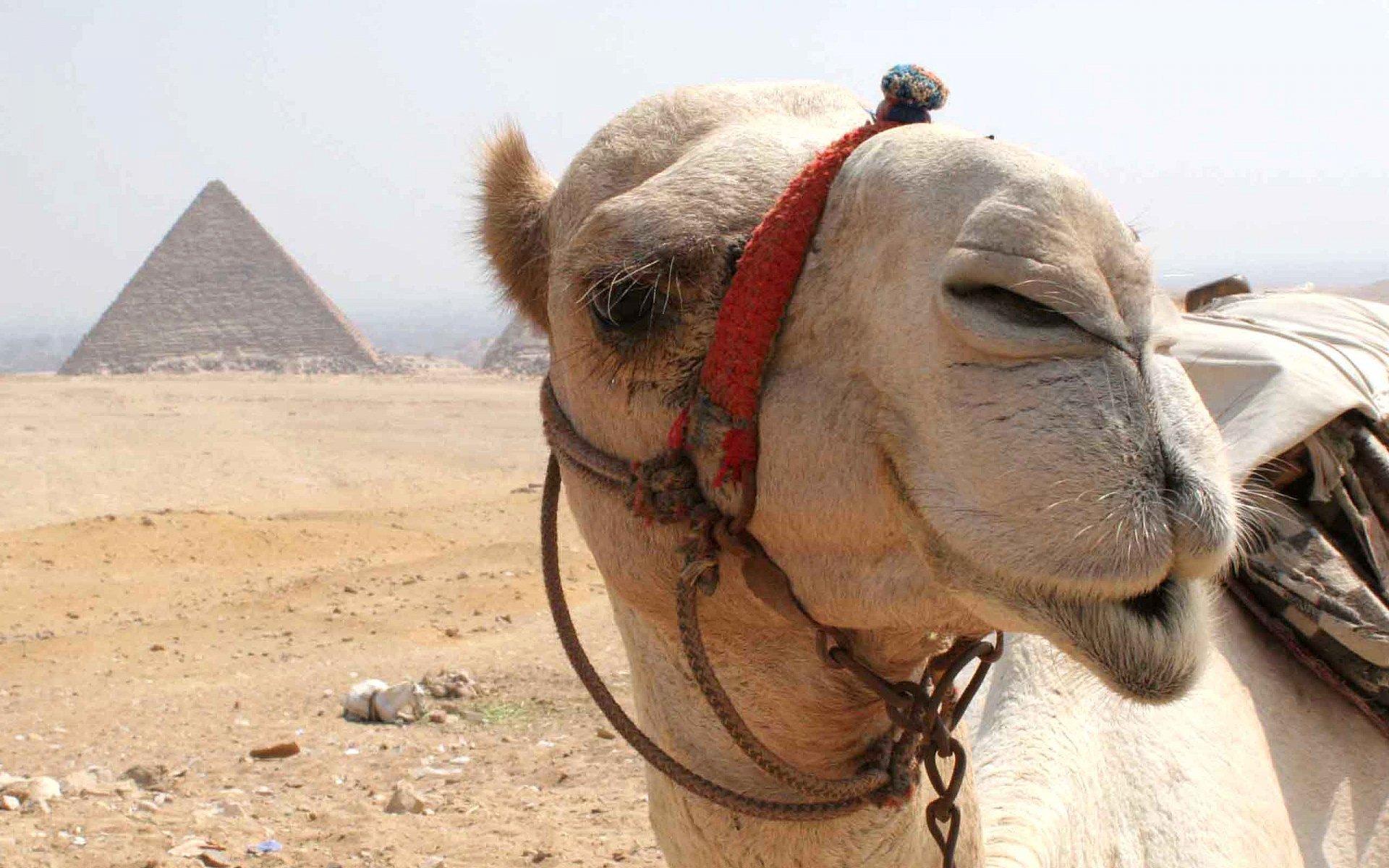 Funny Camel Wallpapers