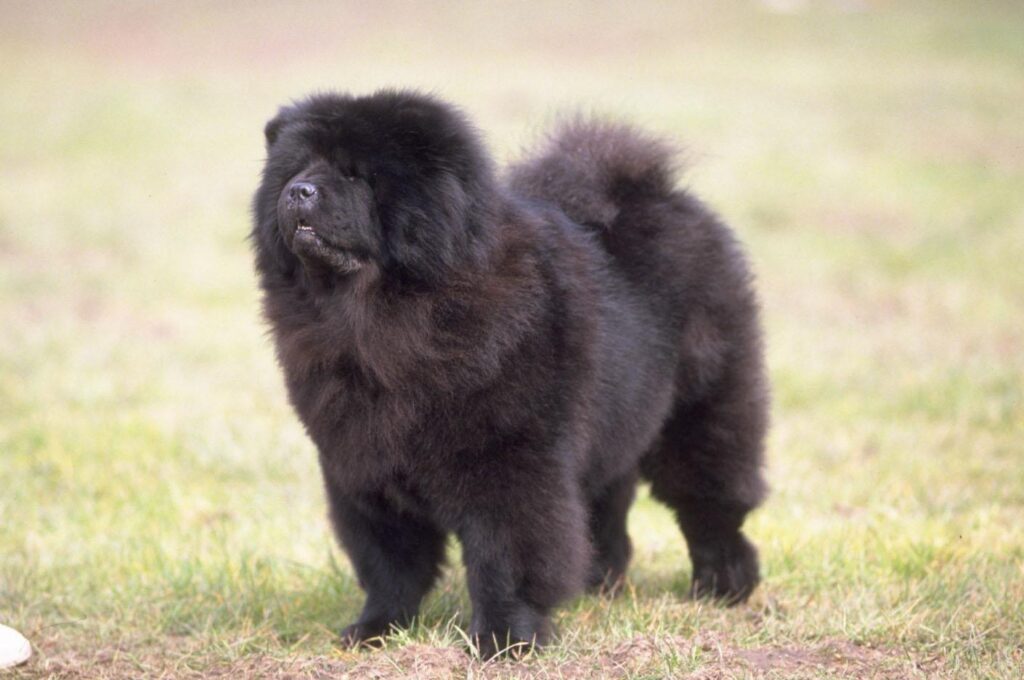Chow Chow Wallpapers 2K Download