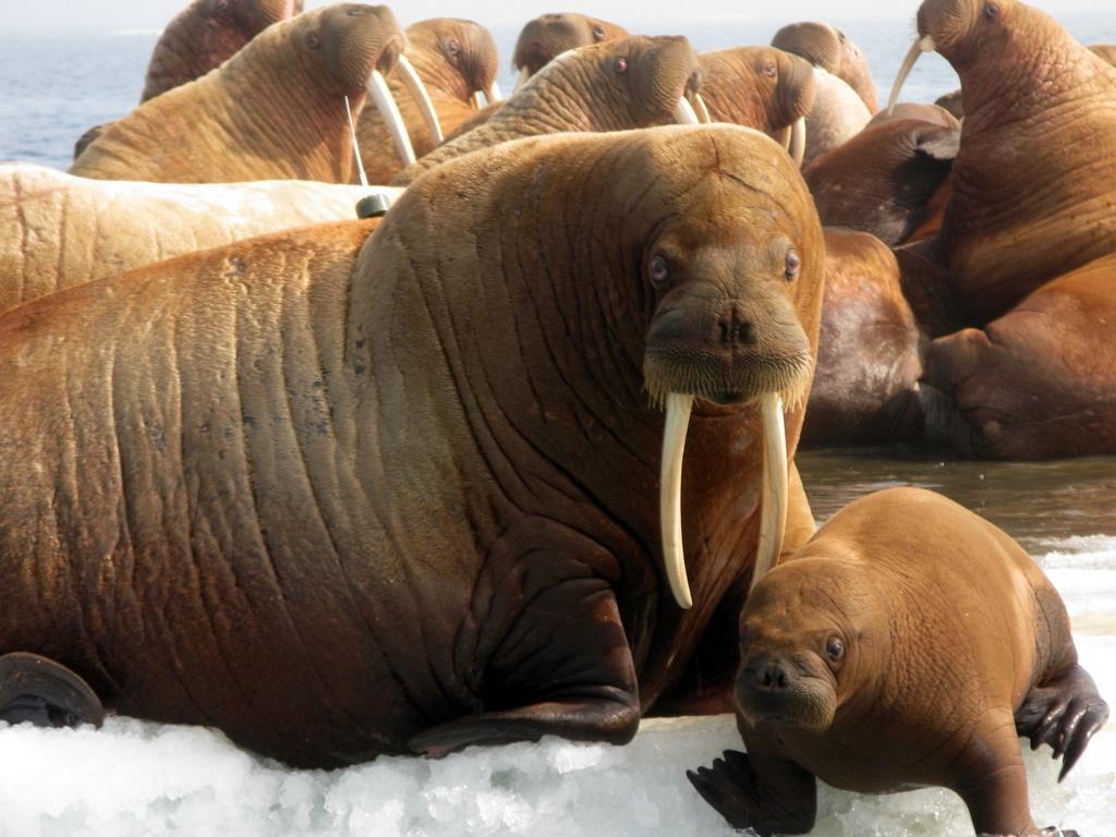 QQ Wallpapers Animal Walrus Wallpapers