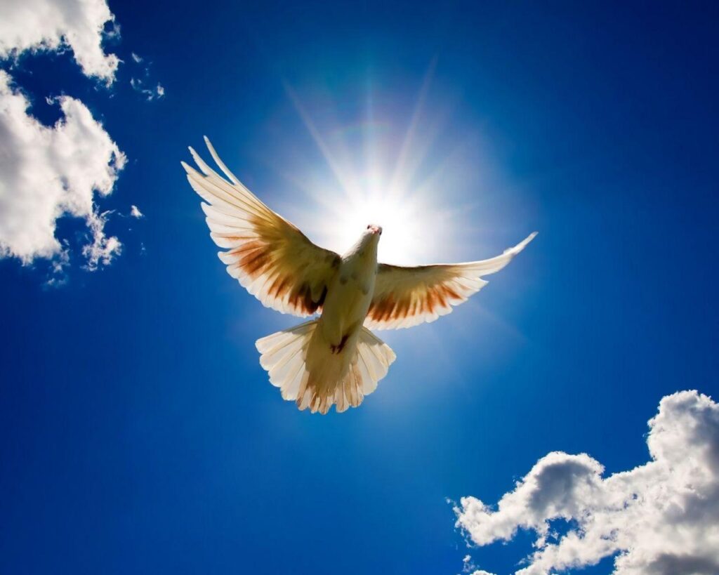 Free Peace Bird, Download Free Clip Art, Free Clip Art on Clipart
