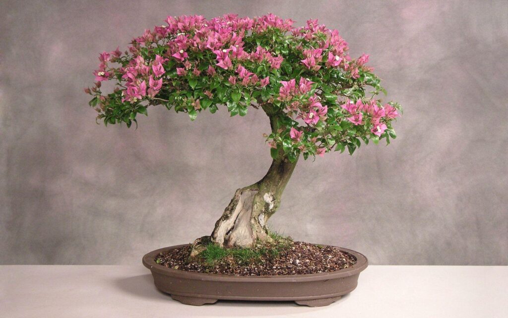 Beautiful Bonsai Tree 2K Wallpapers