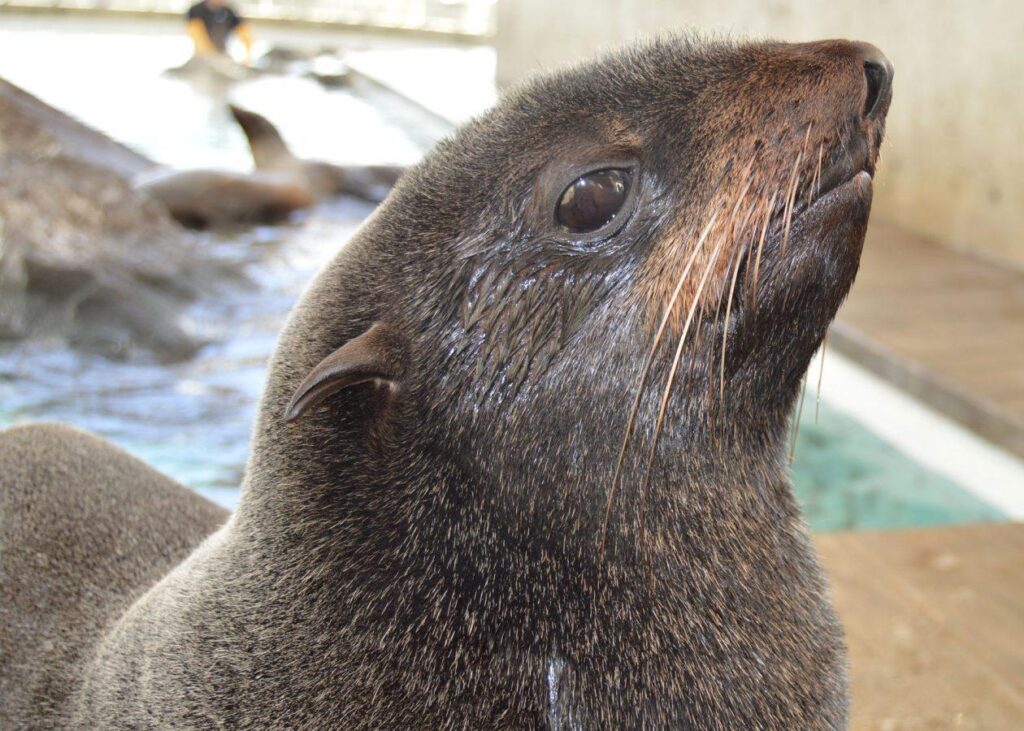 Who’s Who? Fur Seal vs Sea Lion
