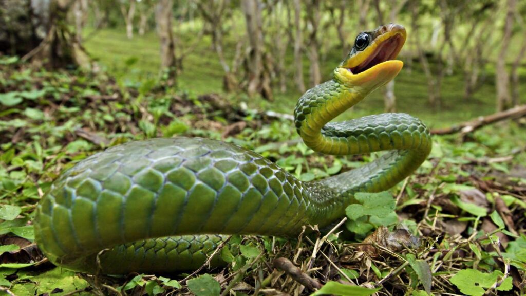 Anaconda Snake Wallpapers