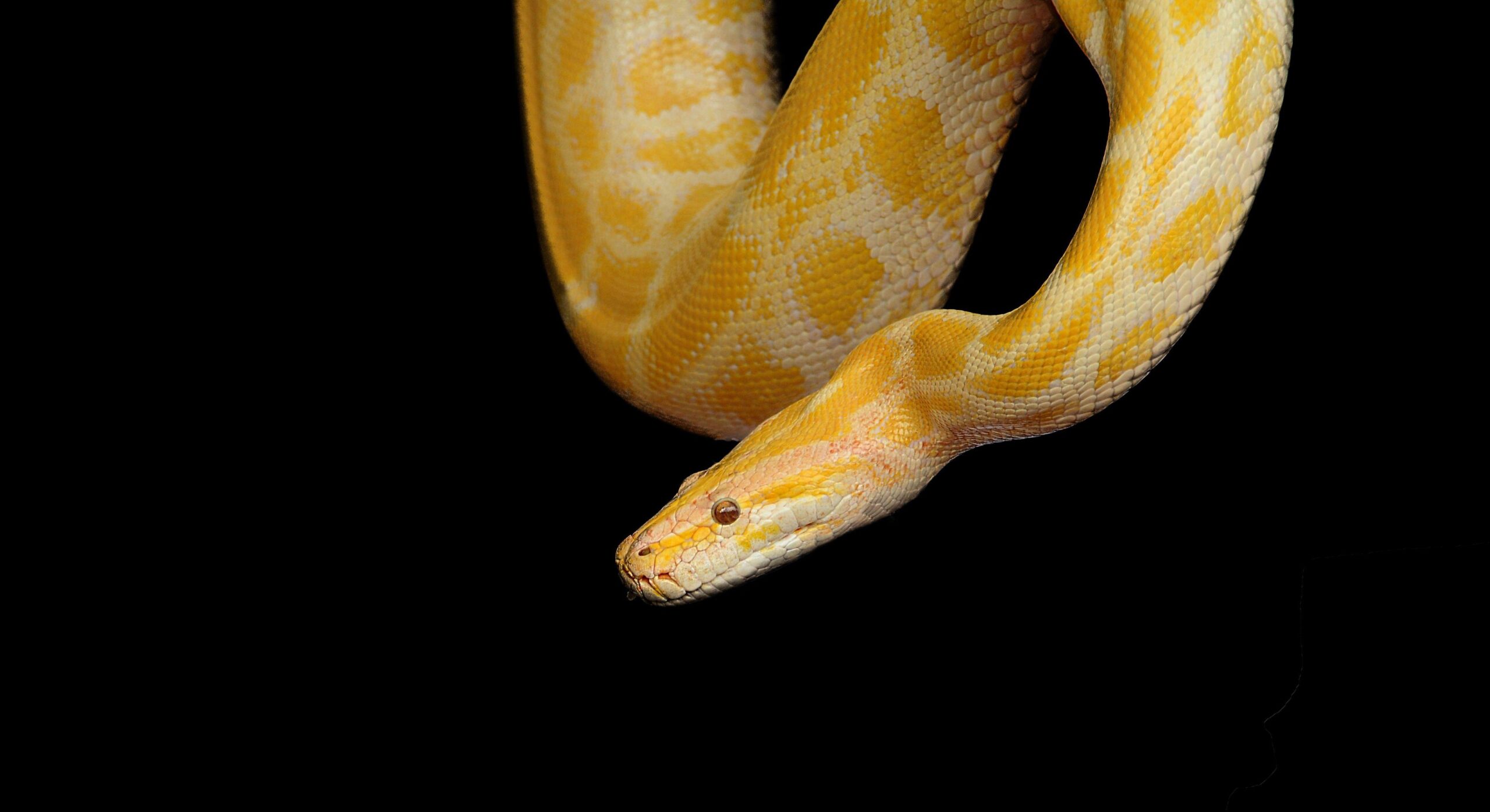 Yellow and beige albino snake free Wallpaper