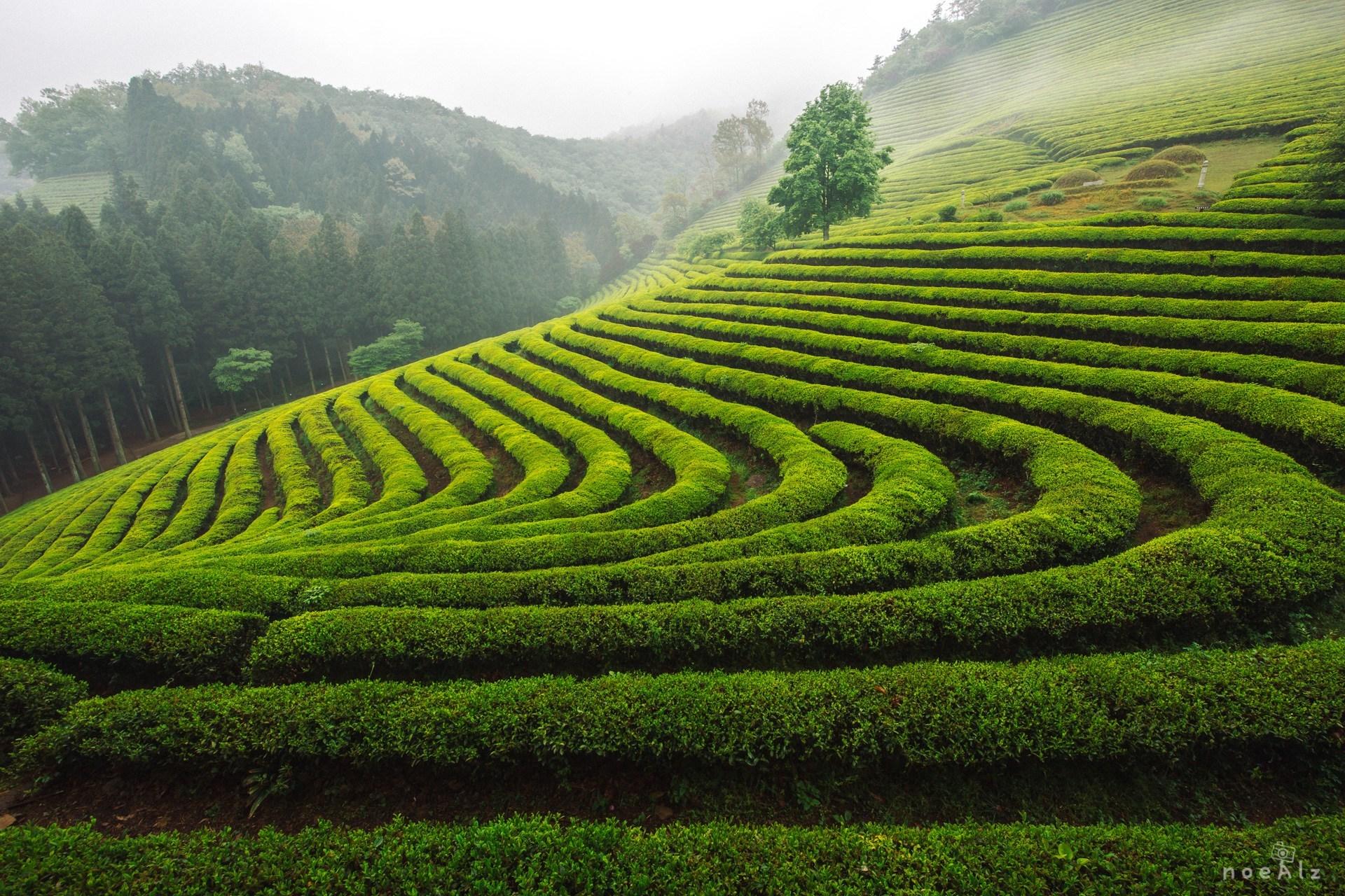 Noealz PhotoBoseong Tea Plantation