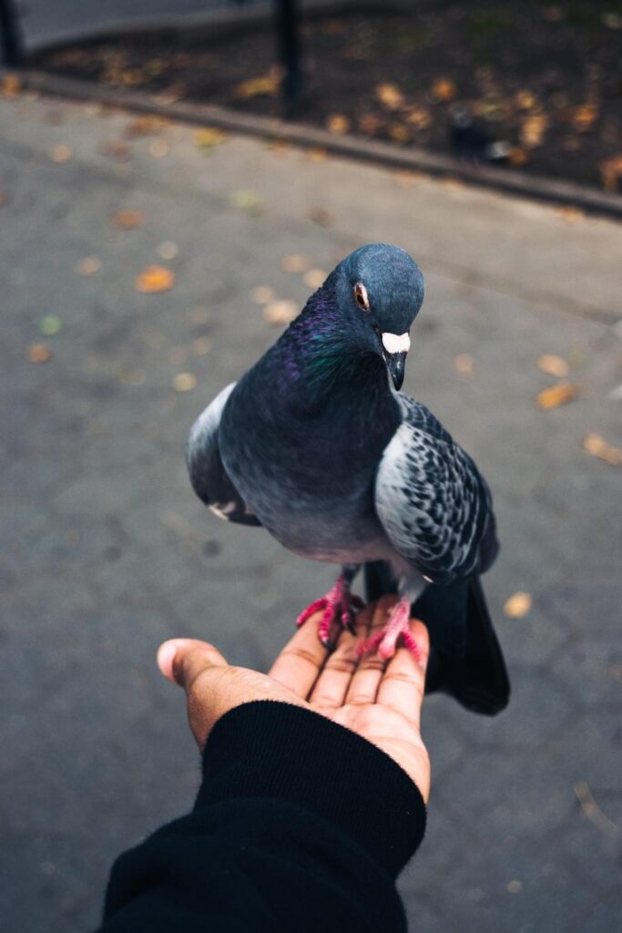 Rock pigeon on person’s left palm photo – Free Pigeon Wallpaper