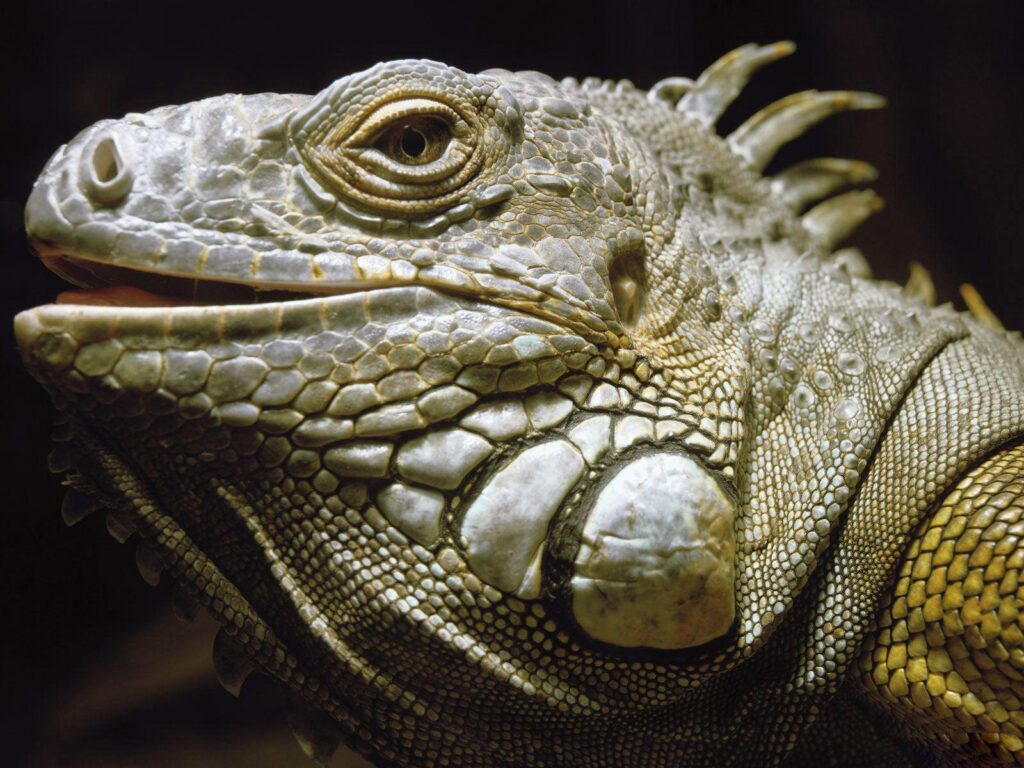 Desk 4K Wallpapers · Gallery · Animals · Green iguanas Lizard