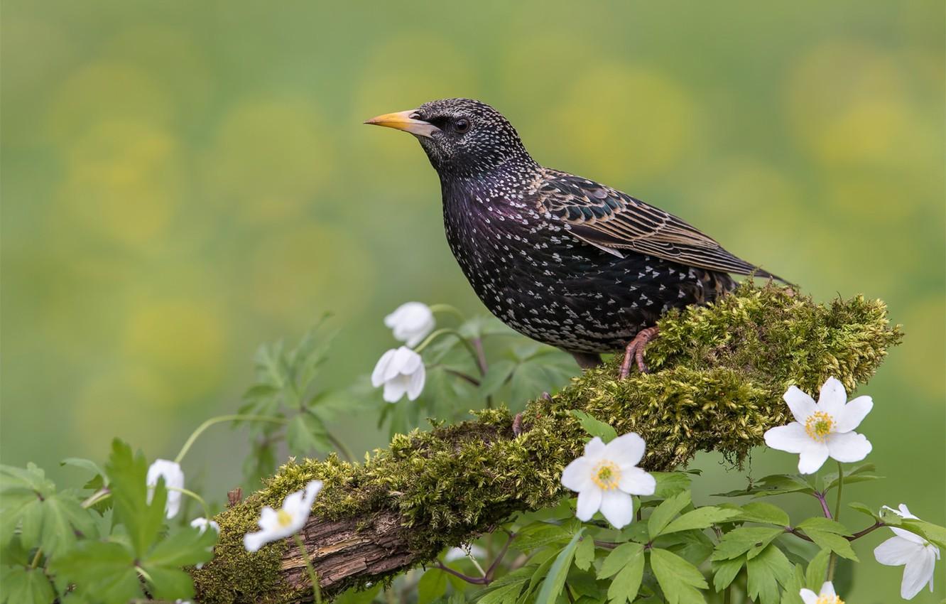 Wallpapers flowers, background, bird, Starling Wallpaper for
