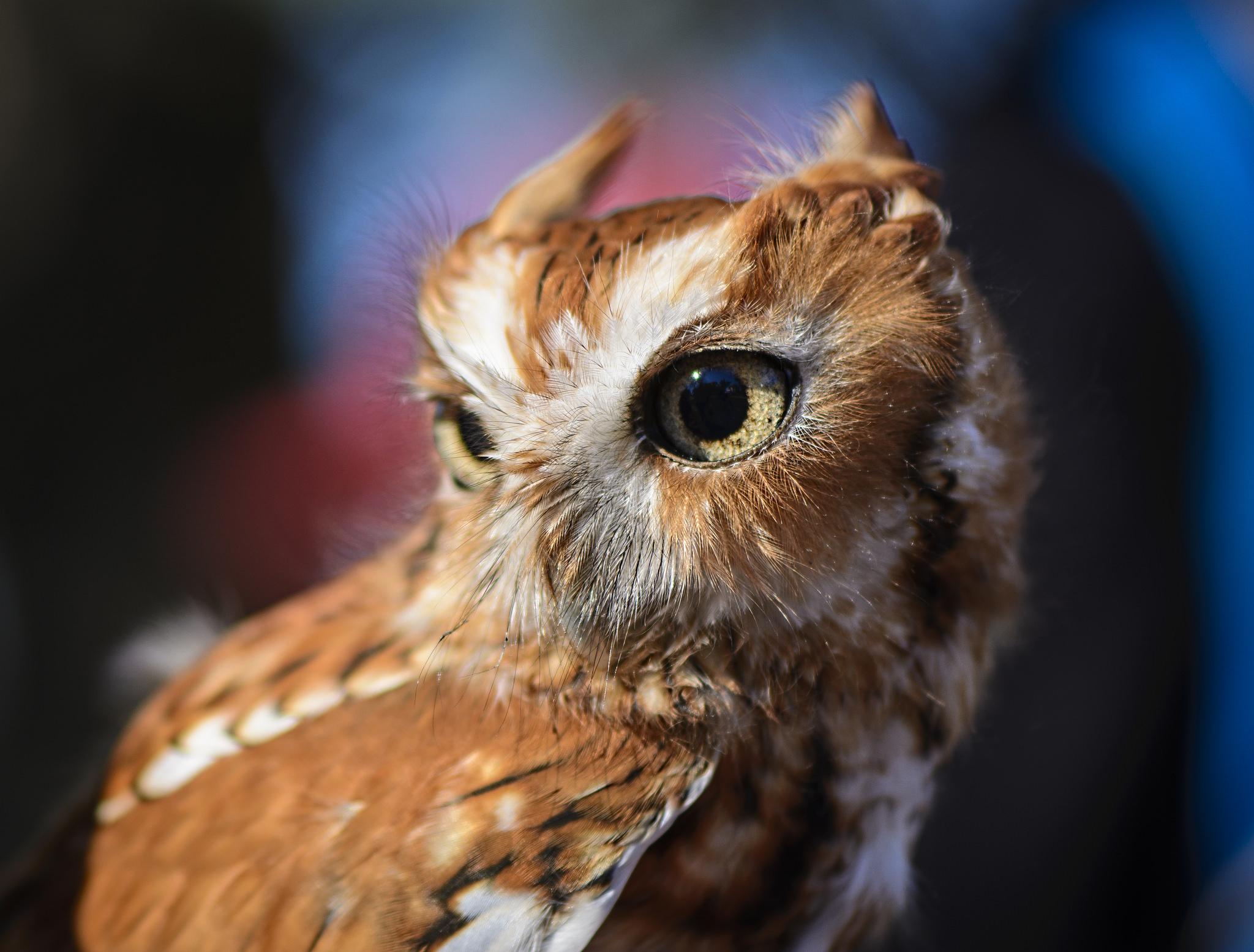 Download wallpapers owl, predator, bird, eyes 2K backgrounds