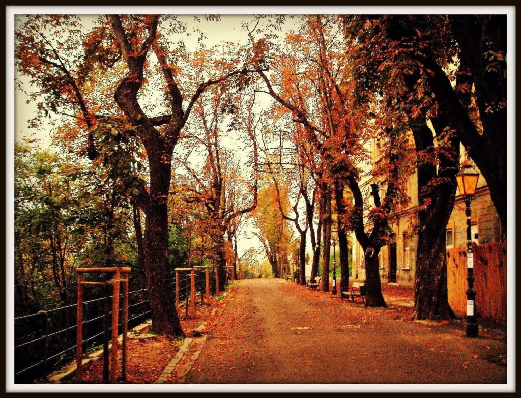 Other Zagreb Autumn Path Street Croatia Golden Leaves Trees Dual