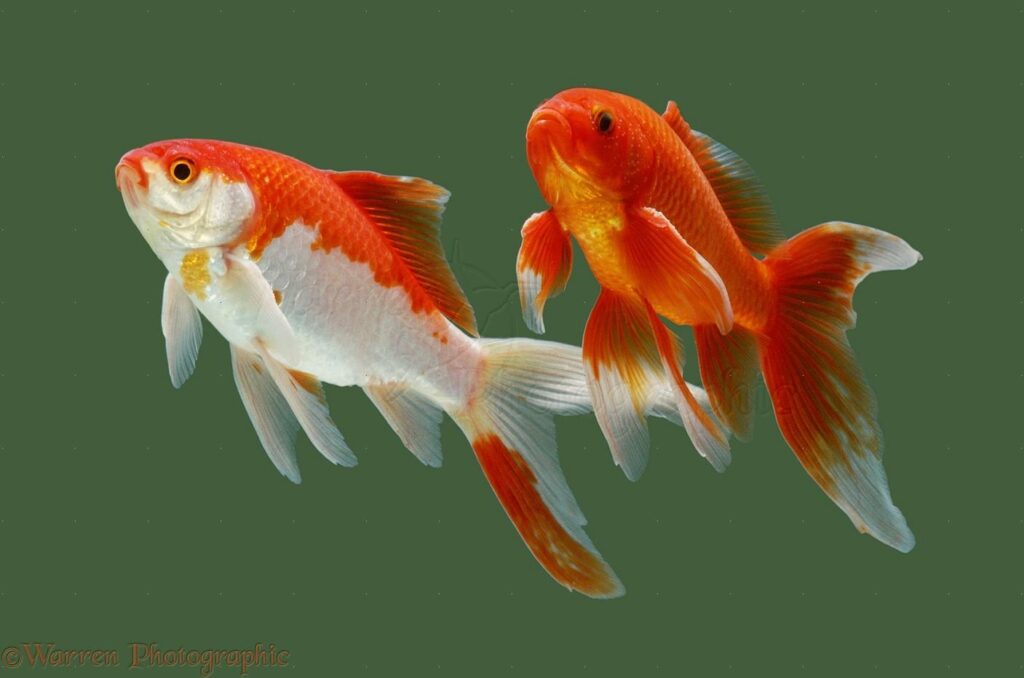Goldfish Fish Facts & Wallpapers Pictures Download