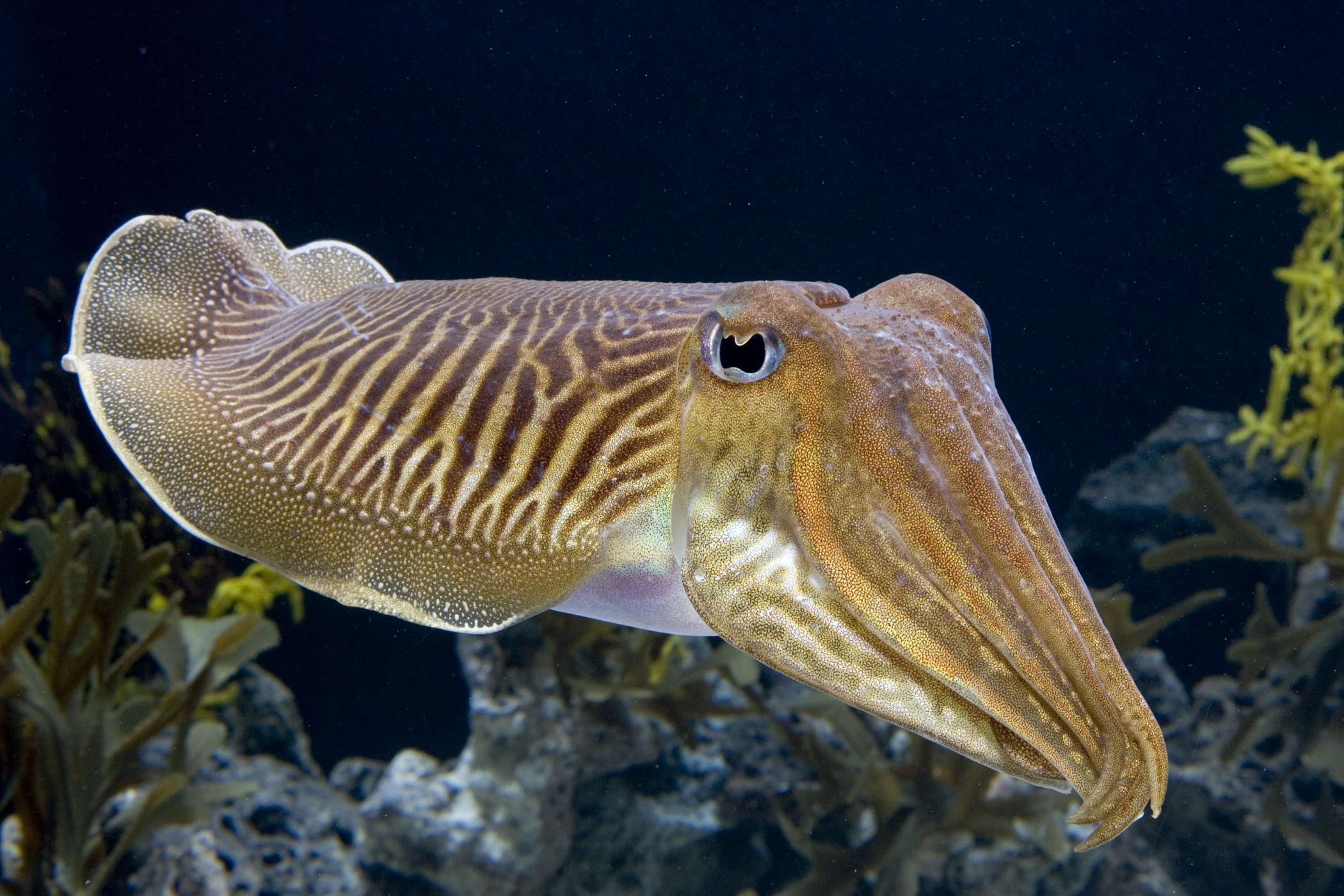 Cuttlefish 2K Wallpapers