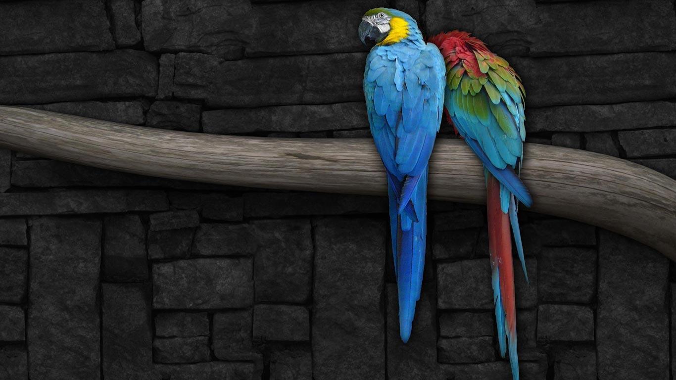 Desk 4K Wallpapers · Gallery · 2K Notebook · Blue Macaw parrots
