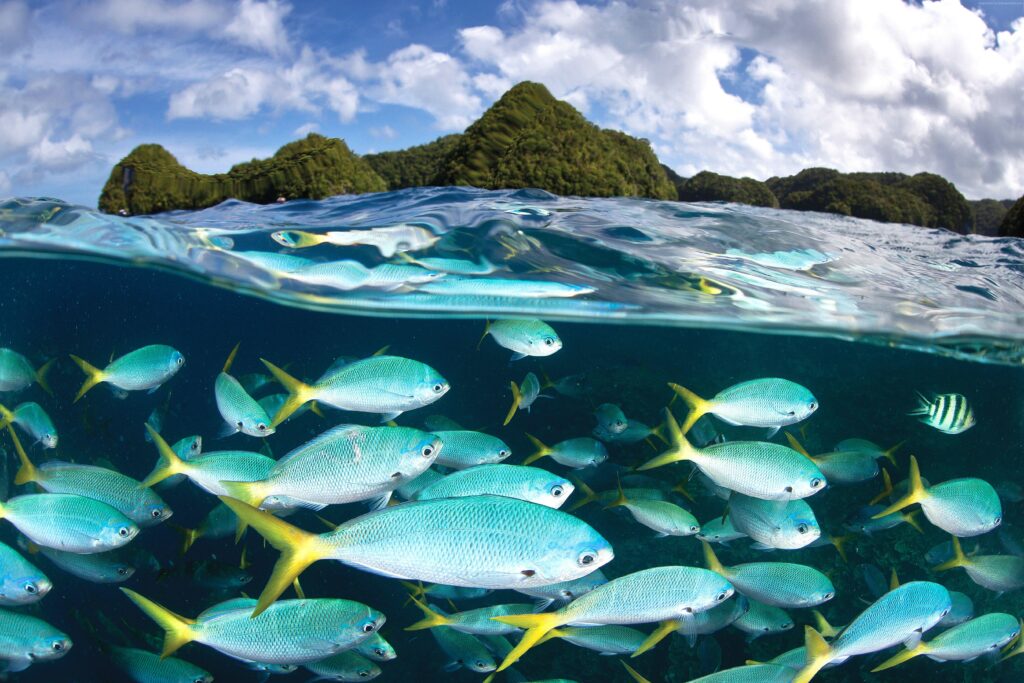 Wallpapers Palau Diving Center, k, k wallpaper, Malakal island