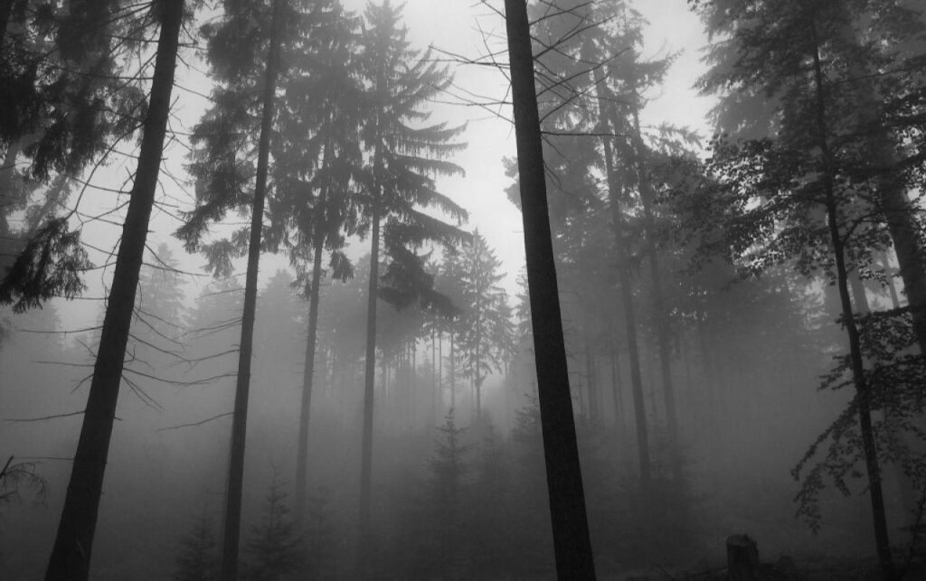 Forest Fog wallpapers