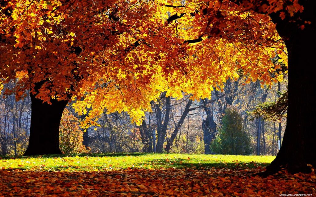 Fall Desk 4K Backgrounds wallpapers