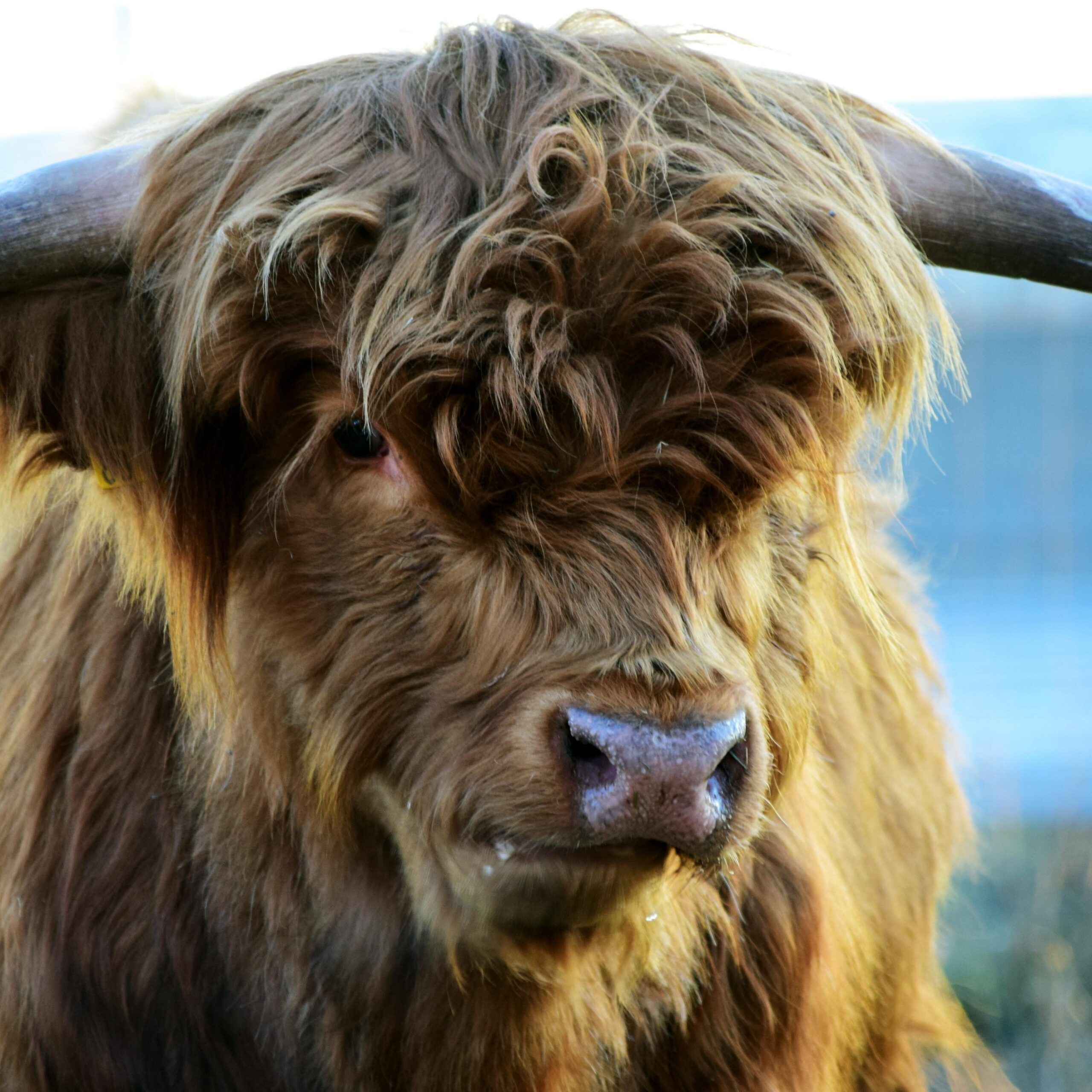 Download wallpapers highland, cow, horns ipad air