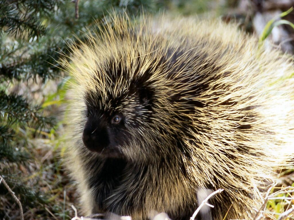 Porcupine Wallpapers and Backgrounds