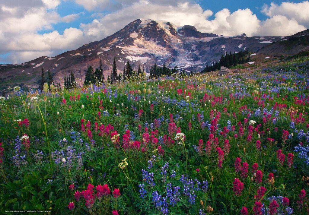 Download wallpapers paradise wildflowers