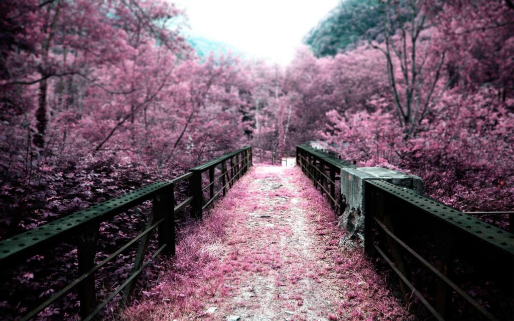 Bridge and sakura flower