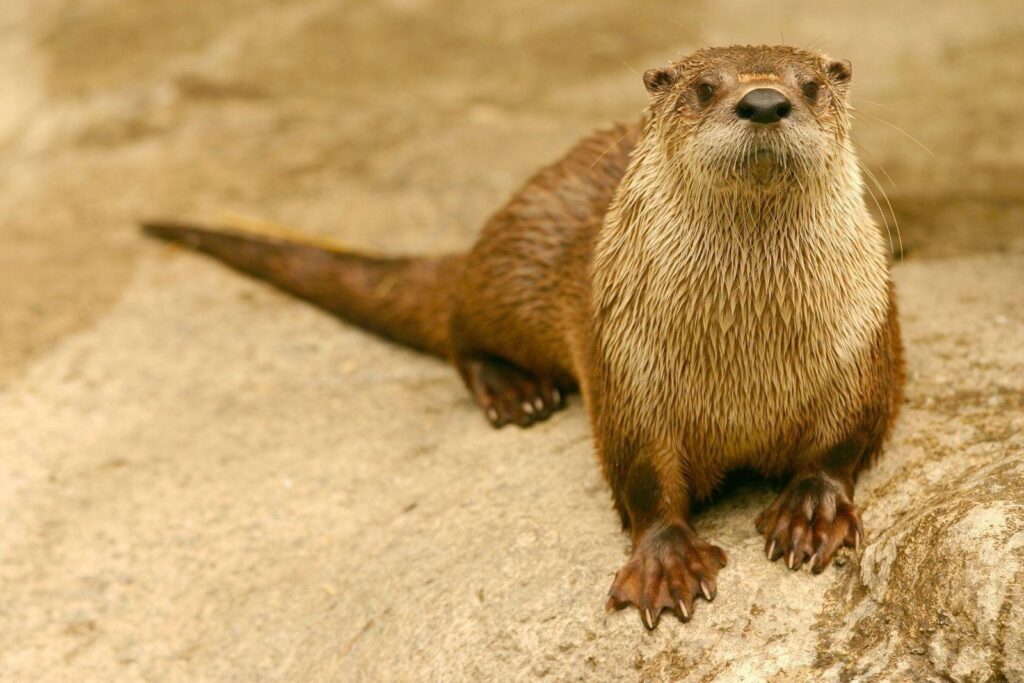 HD Otter Wallpapers and Photos