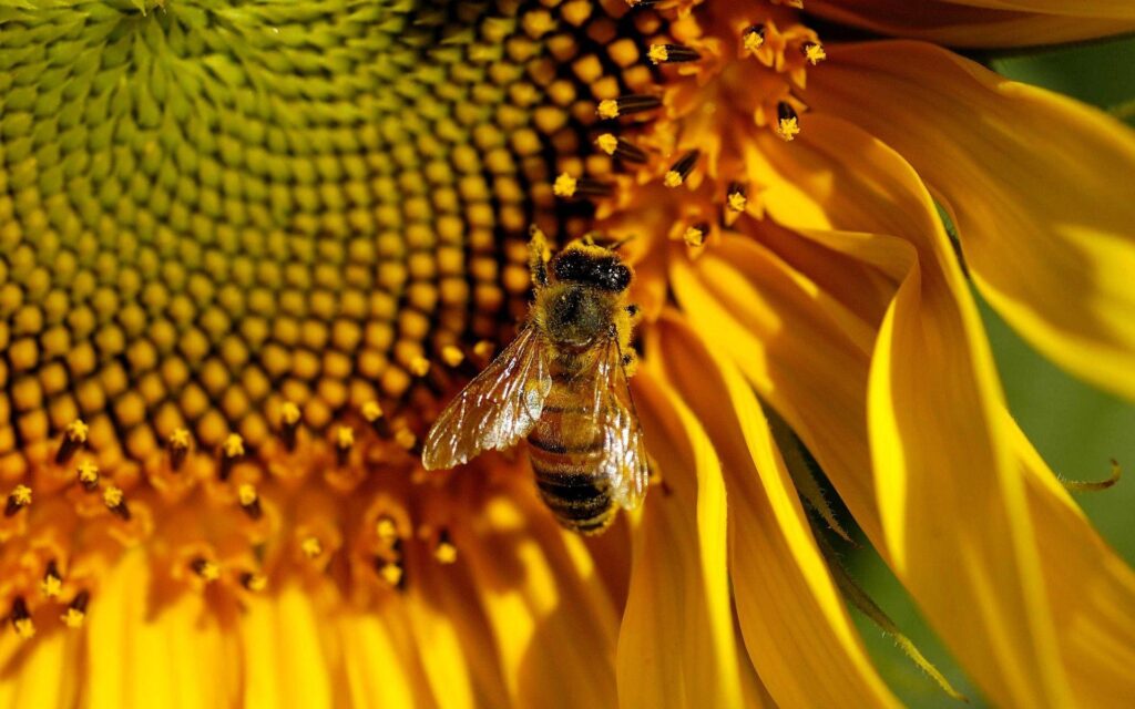 Honey Bee Wallpapers  x