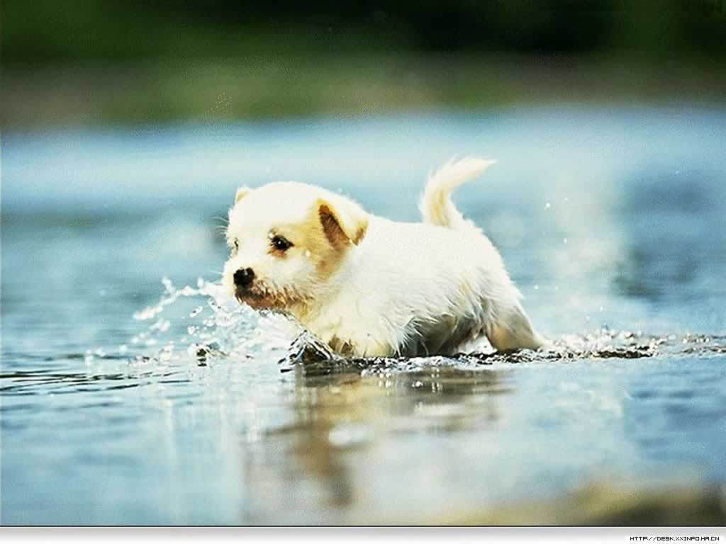 Puppy Wallpapers Free Group