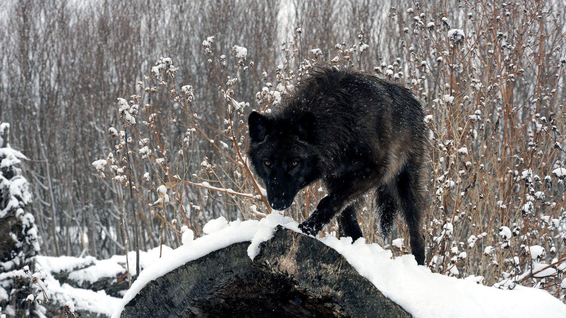 Wallpapers For – Black Wolf Wallpapers Hd