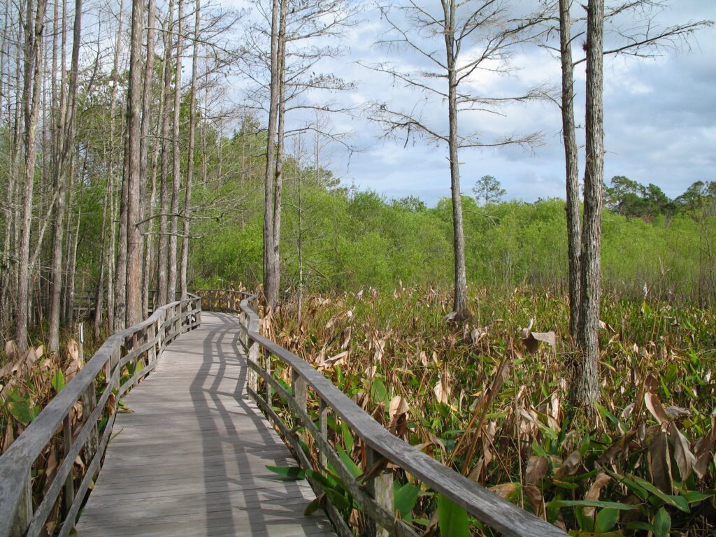 FileAudubon Society Corkscrew Swamp Sanctuary K