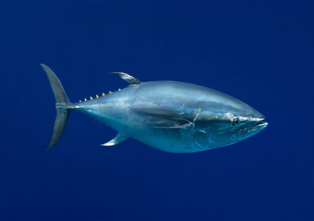 Px Amazing wallpapers of Tuna