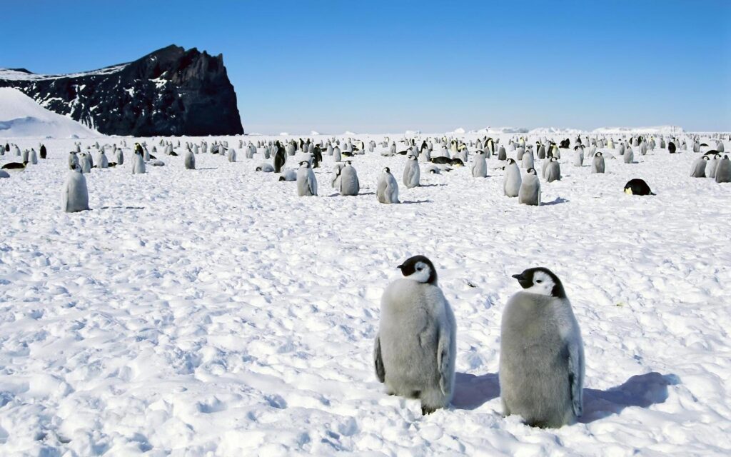 Penguins in Antarctica