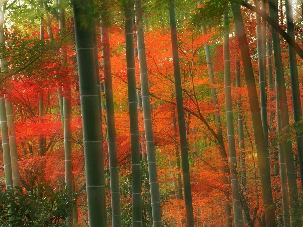 Arashiyama Tag wallpapers Forest Japan Arashiyama Kyoto Autumn
