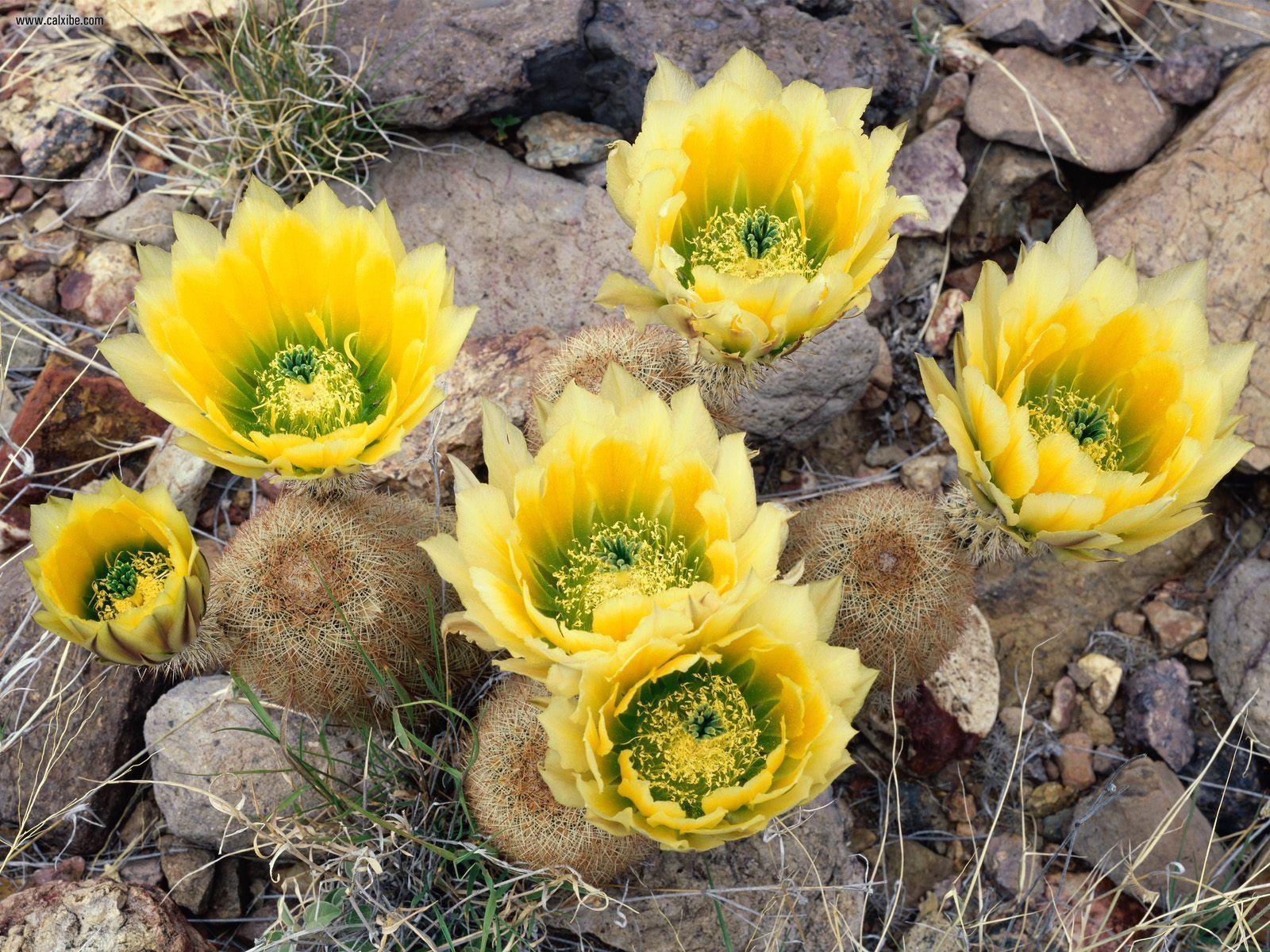 Nature Rainbow Cacti In Bloom Big Bend National Park Texas