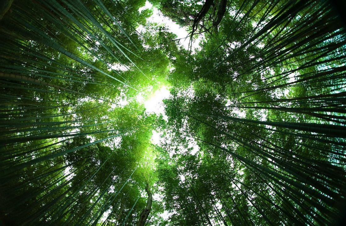 Sagano Bamboo Forest Japan