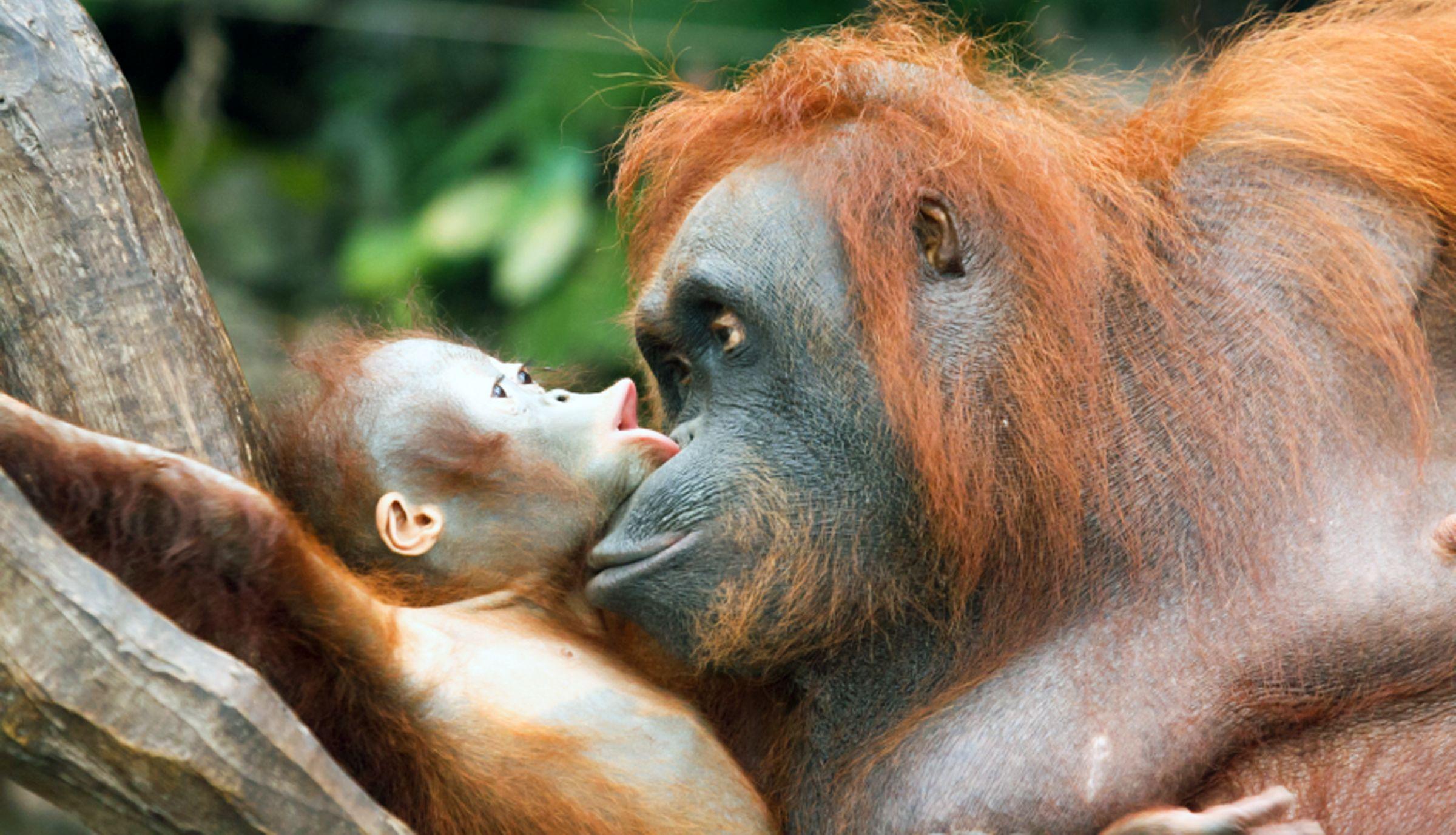 Baby Orangutan 2K Picture 2K Desk 4K Wallpaper, Instagram photo