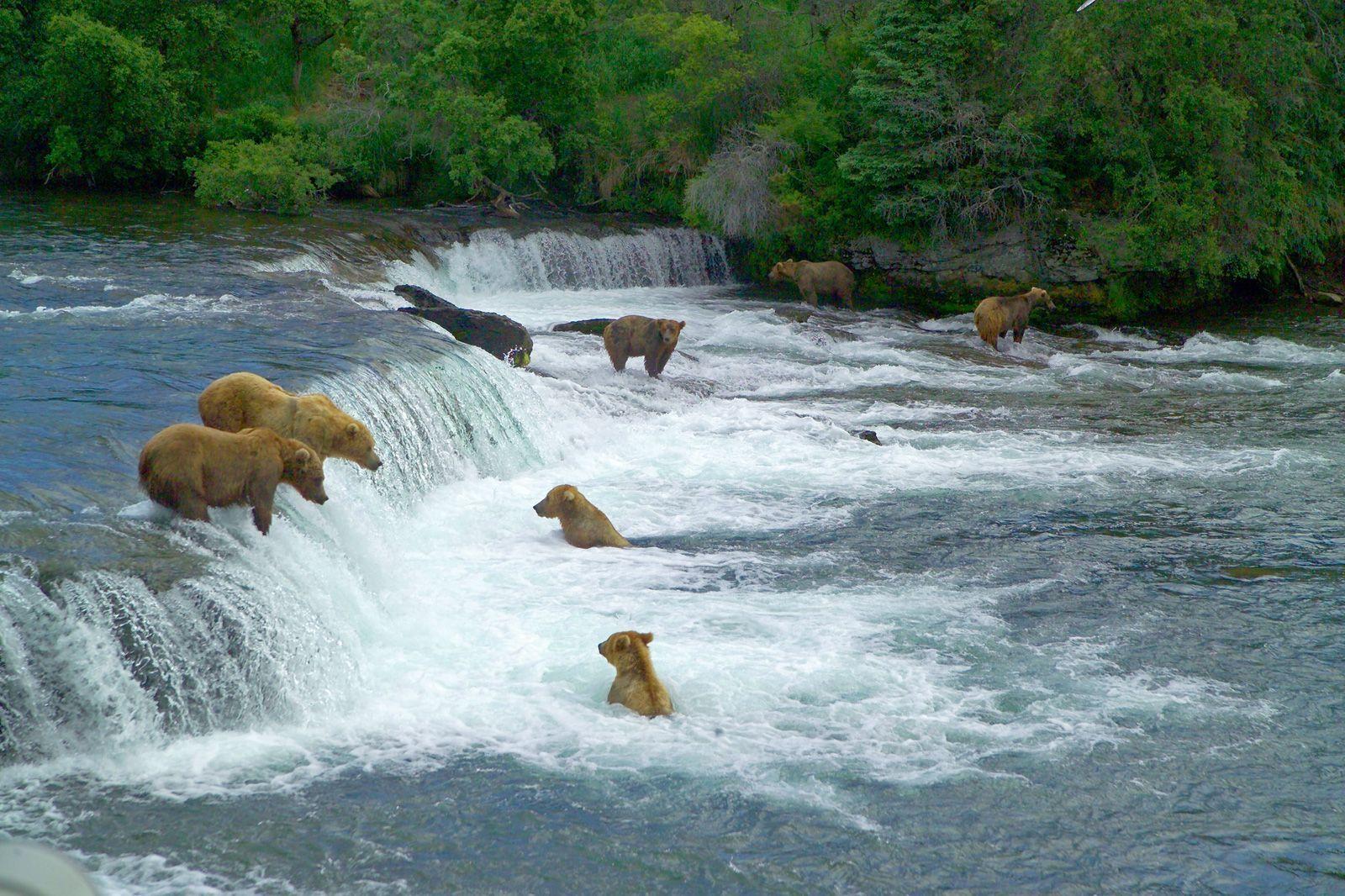 Bears at Brooks River Falls Katmai National Park Picture by Peter