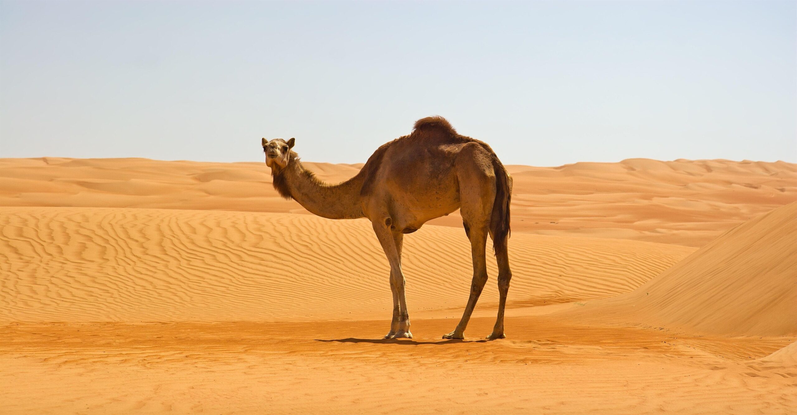 Camel in Namib Desert K Wallpapers
