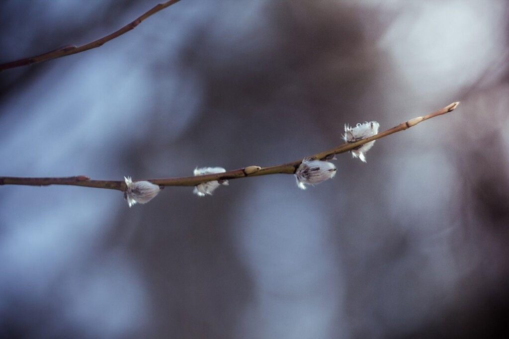 Nature, Flowers, Latvia, Plants, Twigs Wallpapers 2K | Desk 4K and