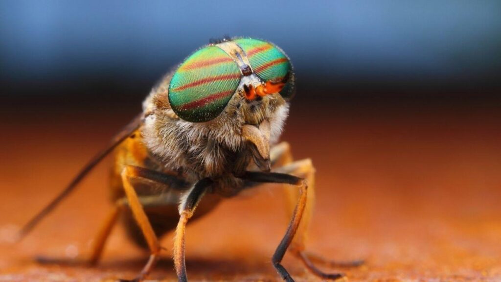 Fly insecy eyes rainbow macro close