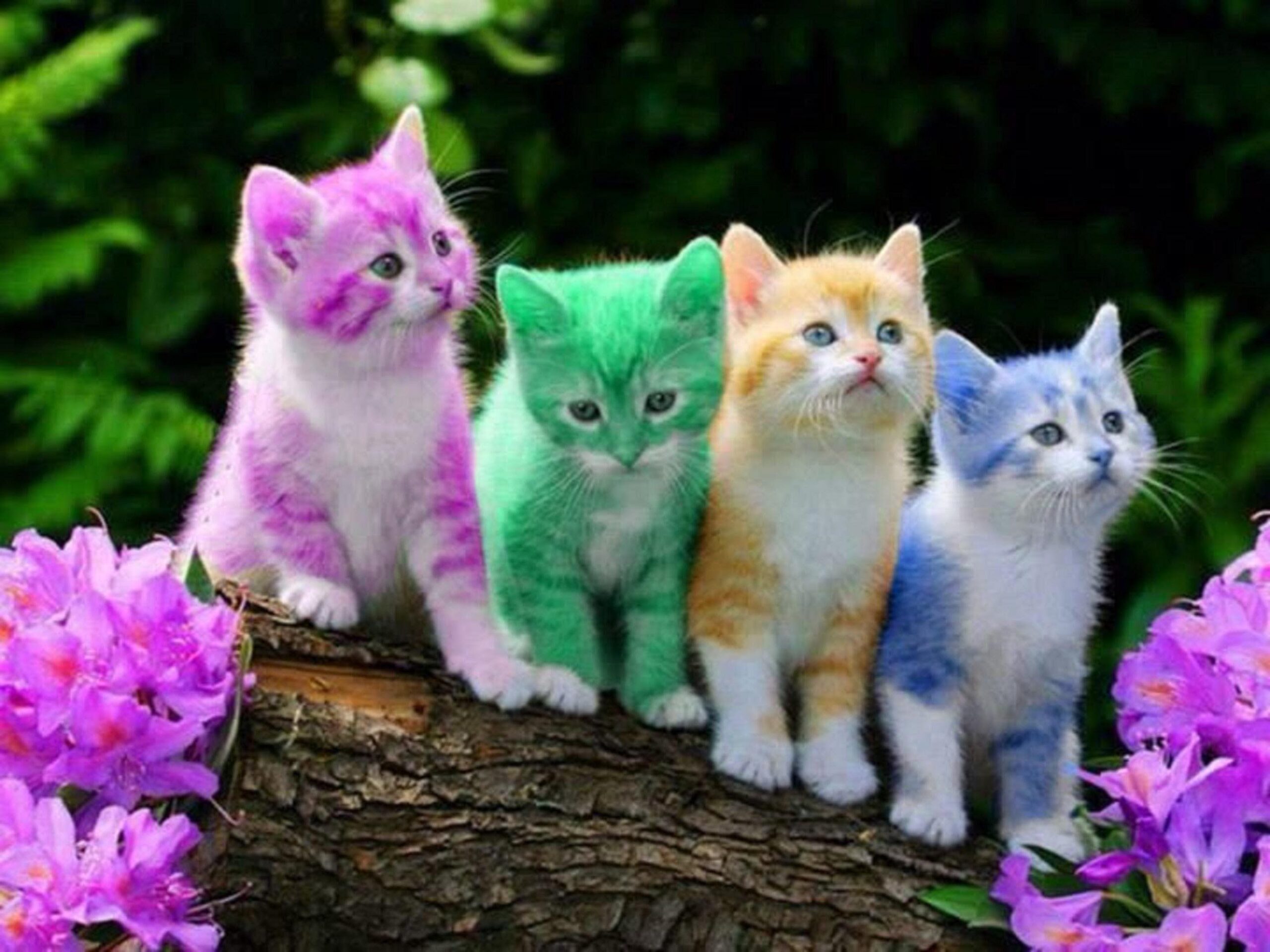 Cats Wallpapers Rainbow KIttens
