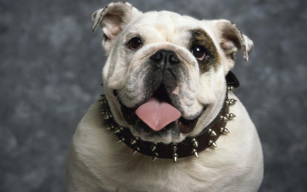 Bulldog Wallpapers and Backgrounds Wallpaper