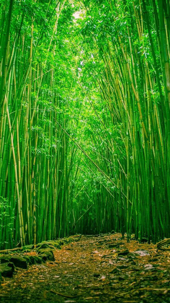 Bamboo Wallpapers Iphone