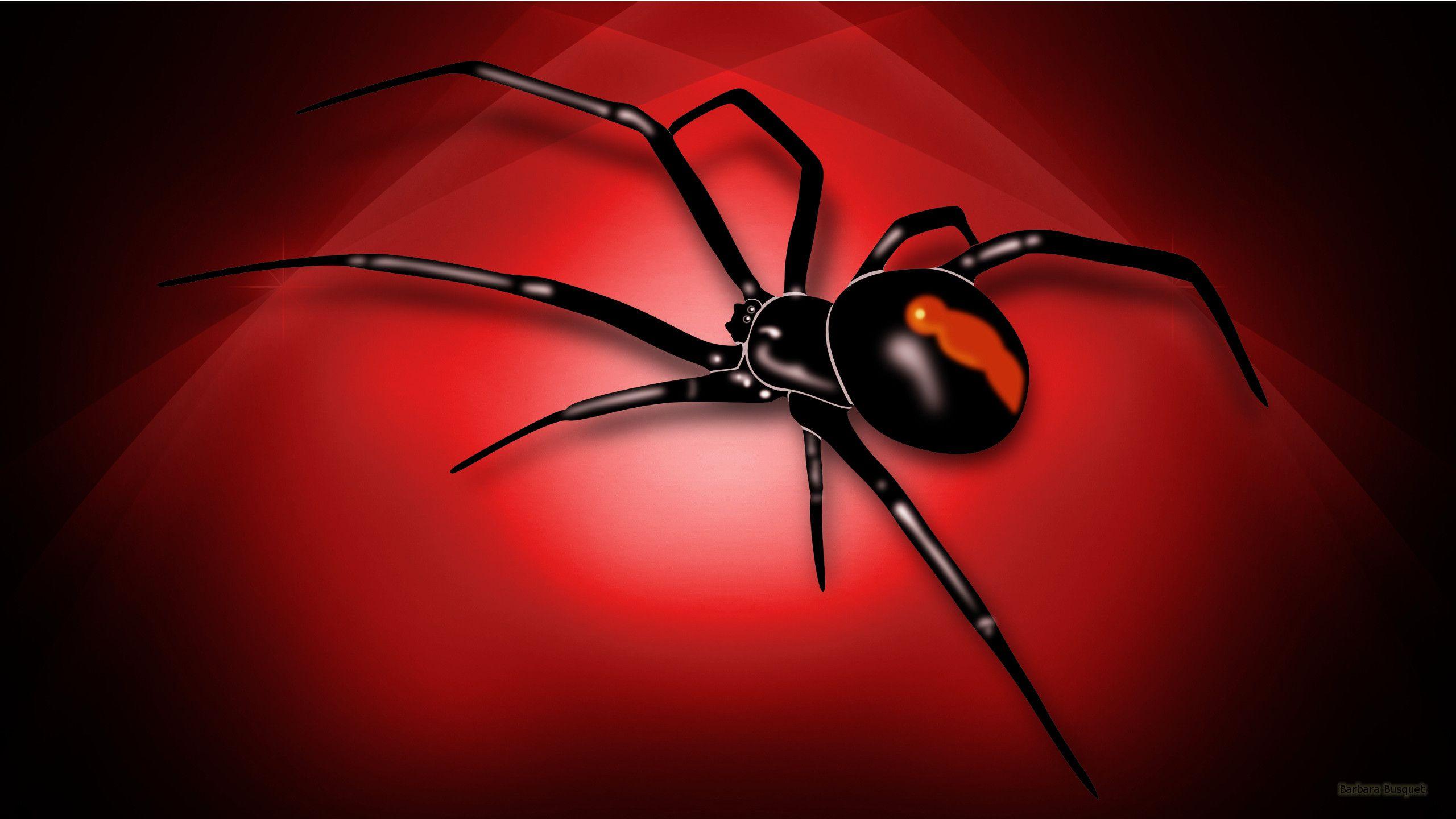 Spider and spiderweb Wallpapers