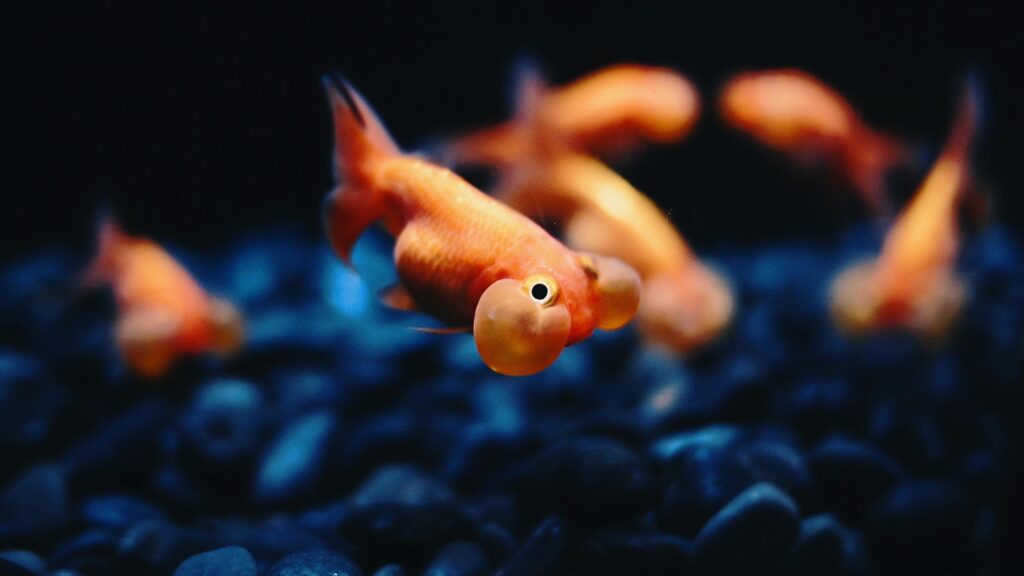 Goldfish Backgrounds Wallpapers