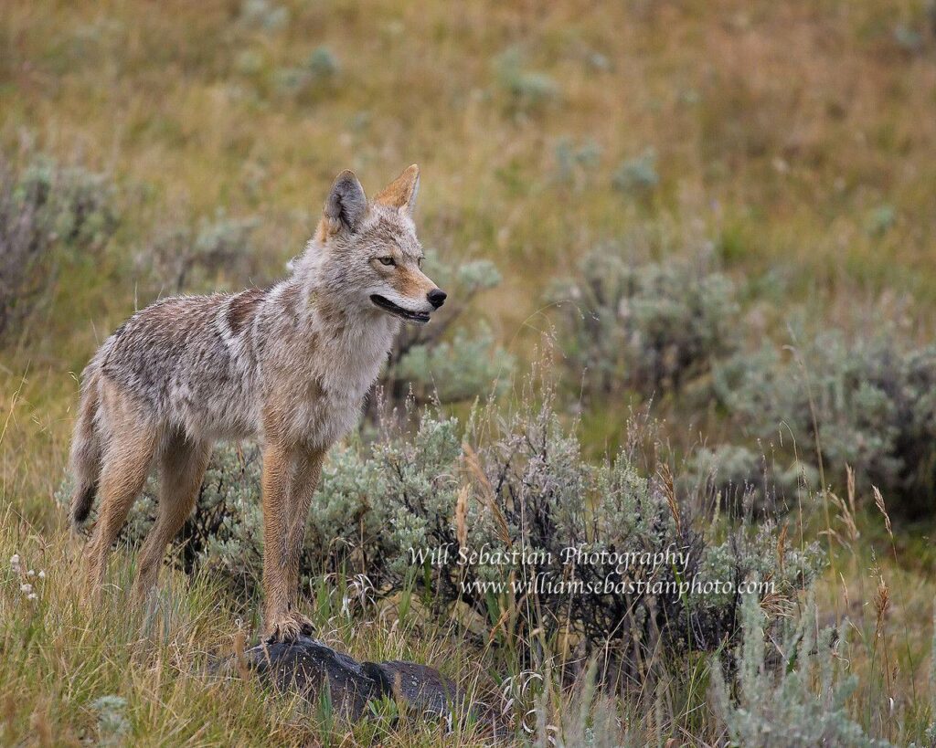 William Sebastian Photography » coyote