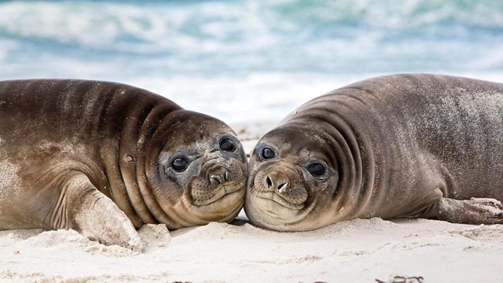 Wallpapers Seals Eared seal Animals Staring