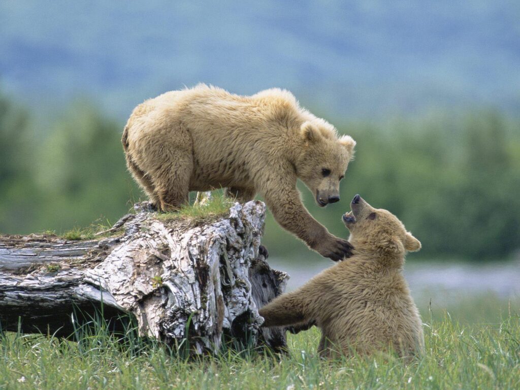 Grizzly Siblings at Play, Katmai National Park and Preserve