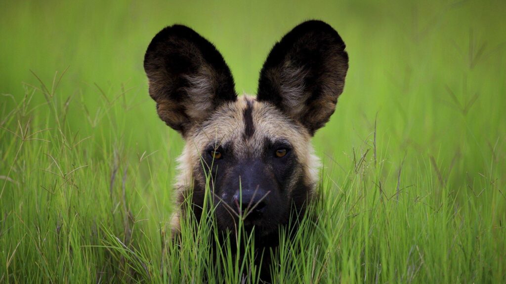 African wild dog 2K Wallpapers