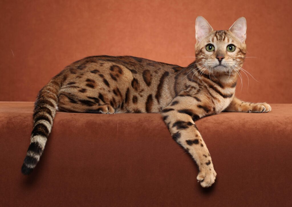 Bengal cat posing on a brown backgrounds wallpapers and Wallpaper