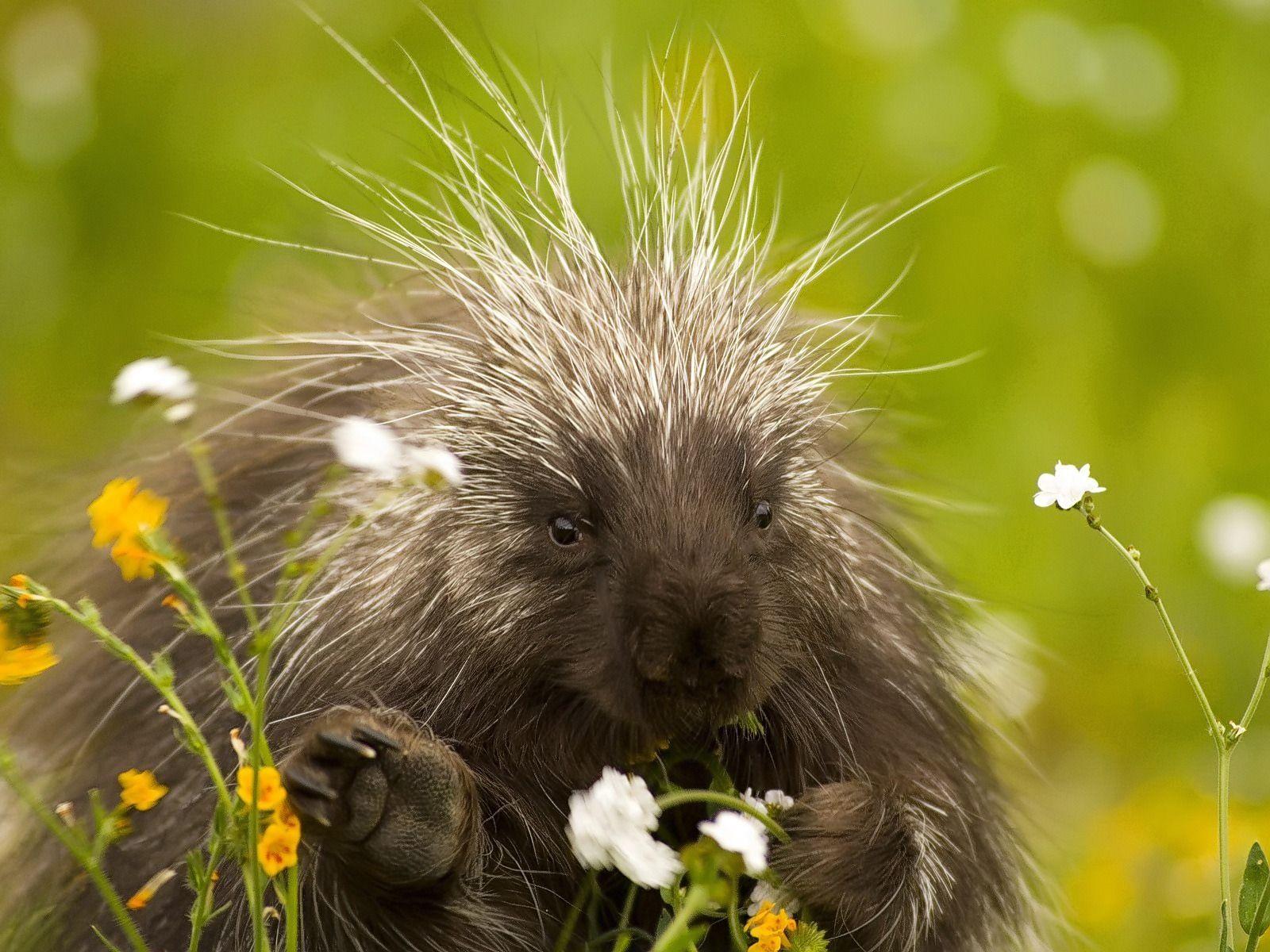 Porcupine Wallpapers Porcupines Animals Wallpapers in K format for